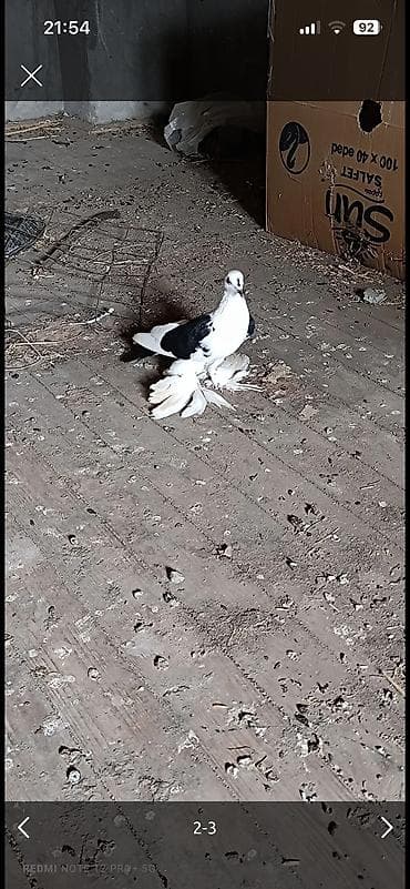 Quşlar: Göyərçinlər — 1