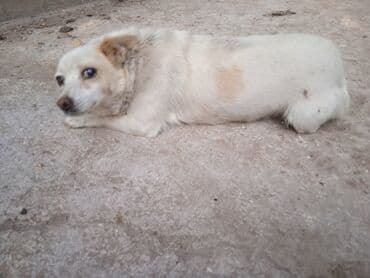 bakıda it satışı: Tam sağlam it satlır — 5