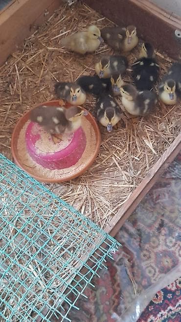 ordek balalari: 6 günlük 10 dene bala tam mayalanmış zümrüdü krasnadar lavanda 5 m — 7