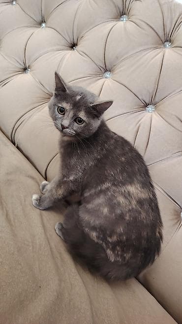 pişik balası: Dişi — 1