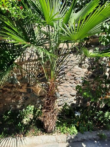 болгарка бош 230: Palma agaci — 1