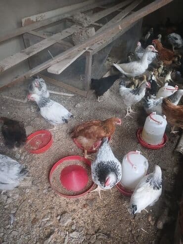 Məhsul: Ev quşları dəsti Təsvir: - Qarışıq ev quşları: toyuq, cücələr