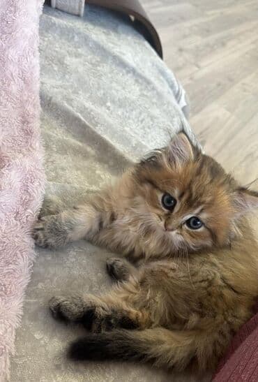 xaski it satisi: Şinşilla — 5