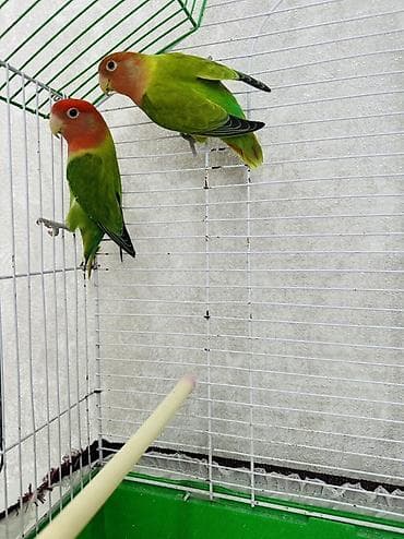 qoyun yemi: Sevimli “Lovebird” (Nerazlucnik) cütlüyü – tam dəst Məhsul tərkibi: - — 4