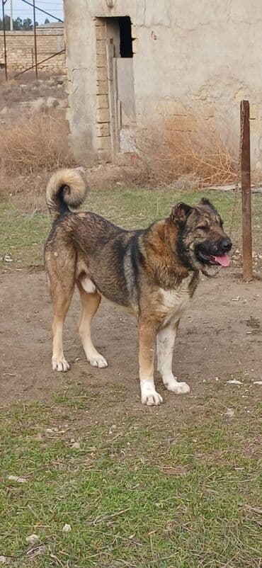 Lexus: Qurdbasar, 2 il, Erkek, Peyvəndli, Ödənişli çatdırılma — 3