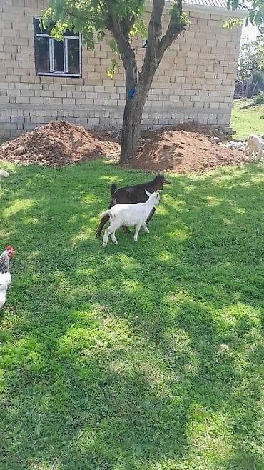 iri buynuzlu heyvanlar: Cins: Yerli keçi Rəng: Ağ və qəhvəyi (surətdə həm ana, həm də iki — 7
