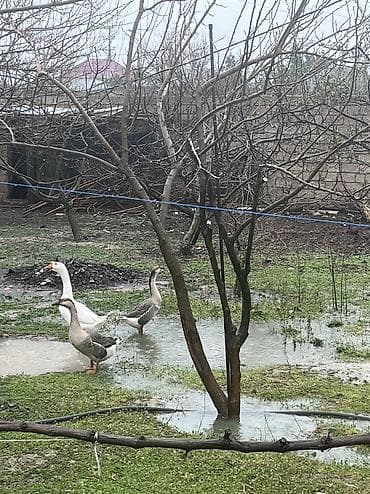 balaca sirin itler: 3 ədəd linda qazı satılır yumurtalıq və ətlik olarağ süper heyvanlardı — 3