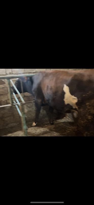 Südlük inək 10l Ivanovka.1qarin dogub.(doshun 1inde prablem var) -