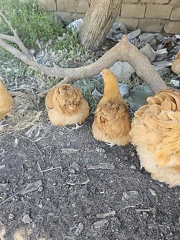 stabilizator satilir: Buff Orpington toyuqları satılır heyvanlar sağlamdılar satmağımın — 6