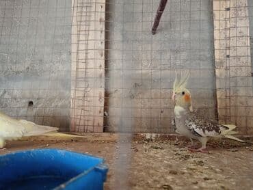 cuce qefes: Nimfalari (Cockatiel) cütü - Növ: Nimfa tutuquşusu (Nymphicus — 3