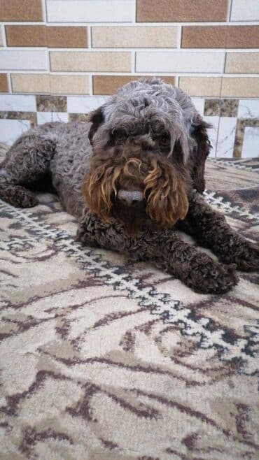 alabay iti satisi: 1 il, Dişi, Ünvandan götürmə — 1