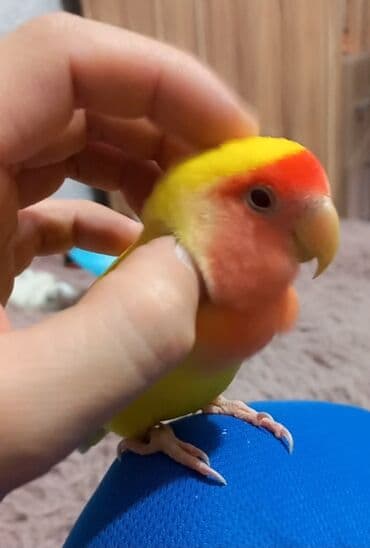 собака в добрые руки баку: Növ: Sevgi quşu (Agapornis) Rəng: Parlaq sarı bədən, qarın tərəfi açıq — 1