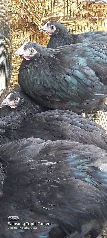 Toyuq, Australorp, Damazlıq