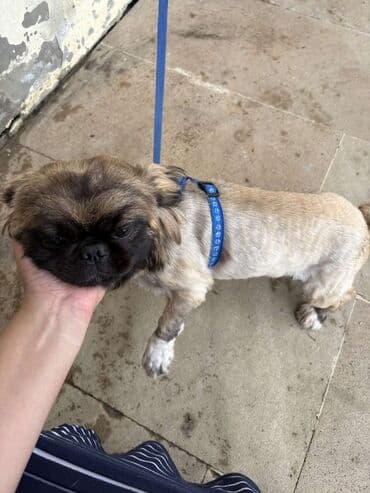 pişik adları azeri: Pekines, 2 il, Dişi, Peyvəndli, Ünvandan götürmə — 2