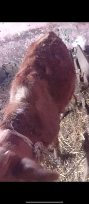 balasına süd vermeyen qoyun: Satılır: quzuya gedən inək - Növü: yerli mal-qara (dişi). - Rəngi — 3