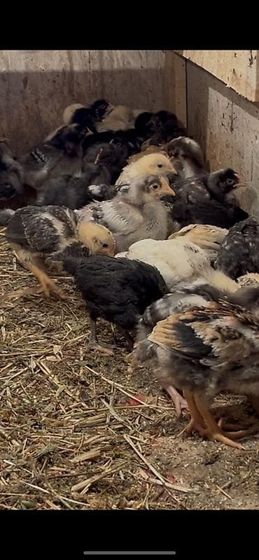 kanada sortu hinduşka: Toyuq cücələri, Ətlik, Ödənişli çatdırılma — 3