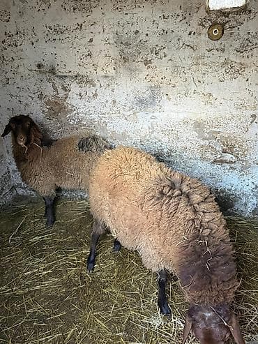 Akvariumlar: Xırda buynuzlu heyvanlar – qoyunlar - Növ: Yerli qoyun (qəhvəyi — 1
