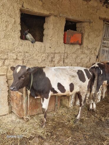 bakida cins ineklerin satisi: Satlıq heyvanlar – dana və buzovlar - Cins: qarışıq yerli və — 4