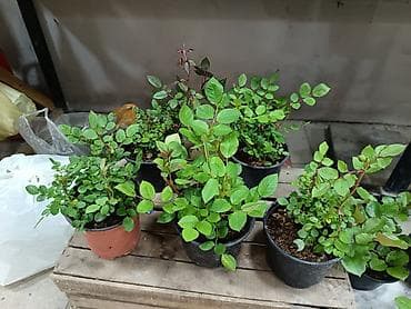 panel plastik: Məhsul: Qablarda dekorativ bəzək kolları və güllər - Qızılgül (Rosa) — 4