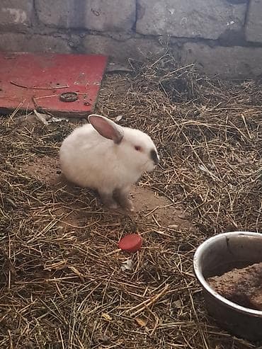 ev dovşan: Diqqət!! qara erkəkdir bir yaşı var fəal heyvandır. ağ erkəkdir 4 — 3
