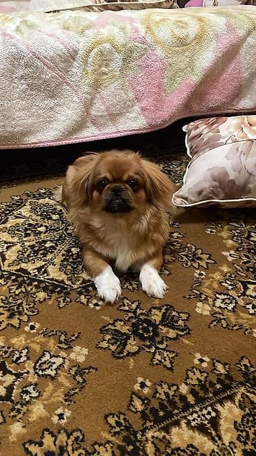 basenc itleri: Pekines, 8 ay, Erkek, Peyvəndli, Ünvandan götürmə — 1