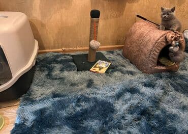 pişik üçün sumka: Şinşilla, Erkək, Dişi — 2