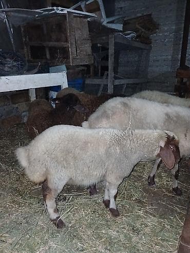 qara mal: Ümumi 5 baş heyvandı erkey toğlu dişi quzular boğaz qoyunnar qiymətlər — 3