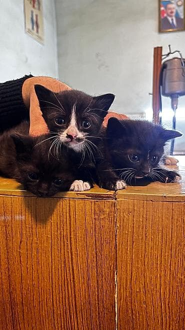 pişiylər: Yaxşı əllərə — 3