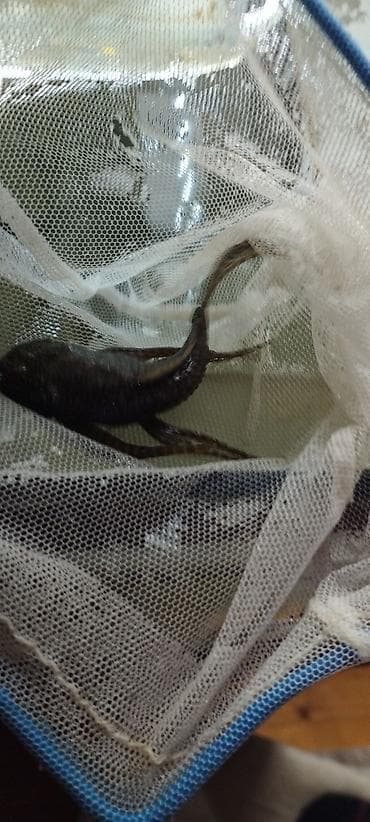 rəngli balıqlar: Məhsul: Akvarium üçün ancistrus (bristlenose pleco) balıqları – albino — 4