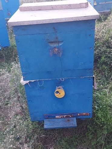 Коровы, быки: Arı yeşikleri
Yaxşı veziyyetdedir
Ehtiyyac olmadığı üçün satılır — 2