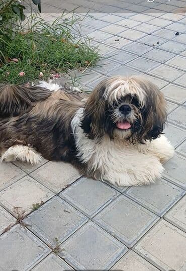 той пудель баку: Ши-тцу — 5