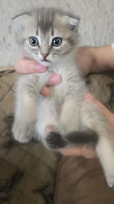 pisi: Şotland yastı qulaq — 3