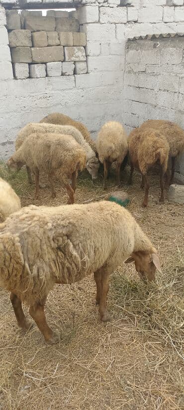 arpa bugda: Dişi, il: 5, 5 kq, Damazlıq, Ünvandan götürmə — 3