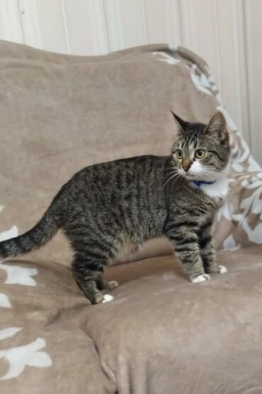 ağ pişik: Dişi, Yaxşı əllərə, Pulsuz çatdırılma — 2