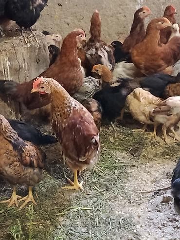 simental erkek dana: Kend colpasi 55gunuy cuceler satilir butov dermani elemisem — 2