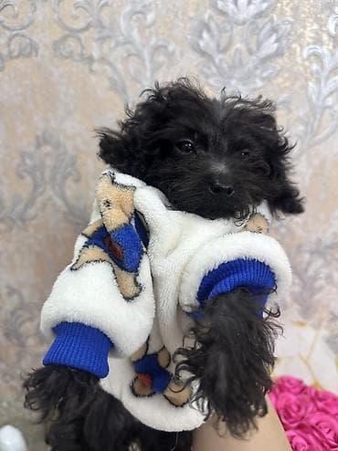 Pudel, 3 ay, Sənədli