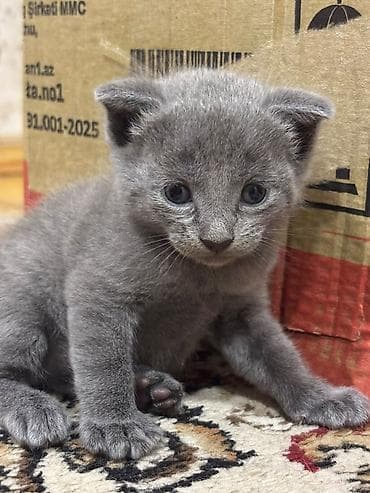 afcarka bala: Scottish Fold - Rənglər: tək rəngli tünd-boz (mavi tonlu) və — 3