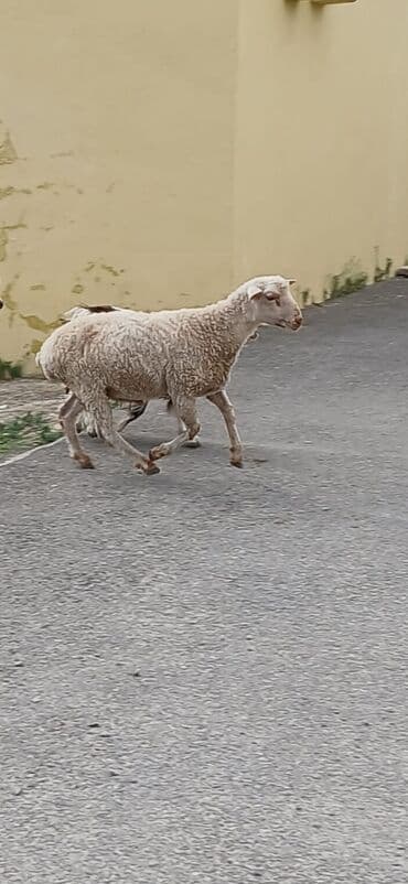cins inək: Məhsul: Qoyun (Saxlama və damazlıq üçün) Təsvir: - Ağ-krem rəngli — 1