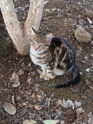 tovuz quwu: Tabbi — 1