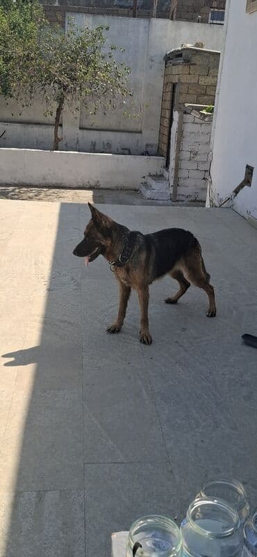 çoban iti satisi: Alman çoban iti, 1 il, Dişi — 2