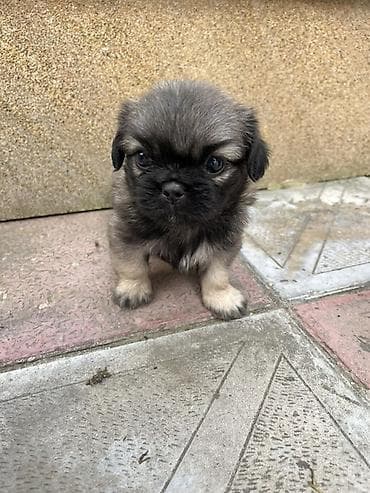 həyət itləri: Pekines — 3