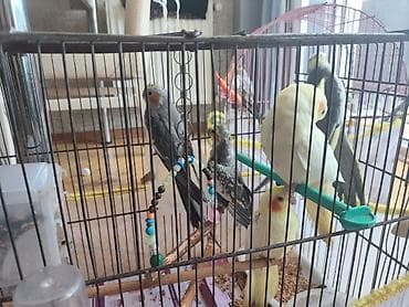 🦜 Gənc Karella tutuquşuları satılır Müxtəlif rənglərdə gənc karella