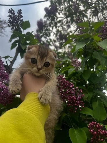 Skottiş Fold/Skottiş Straight balaları - Cins: Scottish Fold (bükük — 5