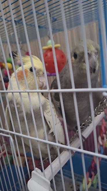 Karela (cockatiel) quşları satılır. 1 cüt (erkək və dişi, 1 yaş) + 2