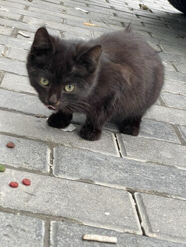 возьму котенка в добрые руки: В добрые руки — 3