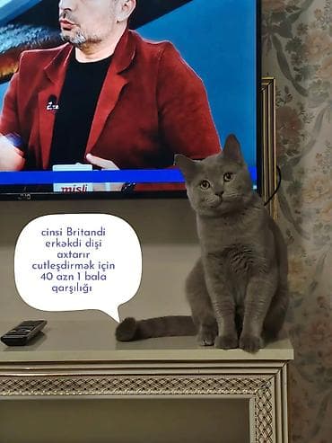 Britan, Erkək, Cütləşmə üçün