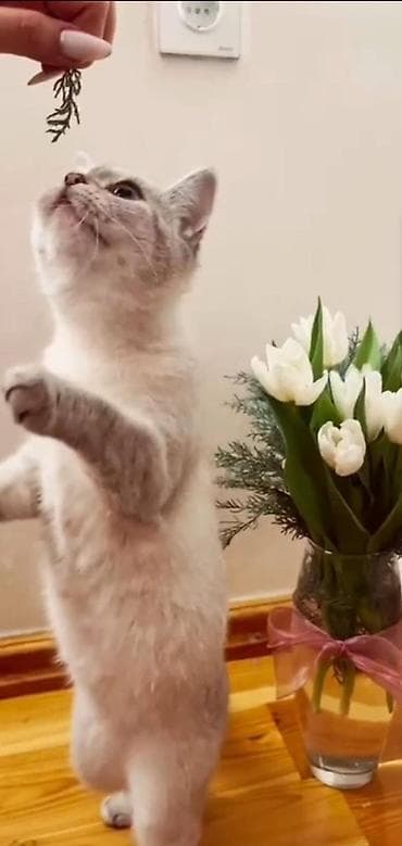 gencede heyvanlar: Britan, Erkək, Dişi, Ünvandan götürmə — 3