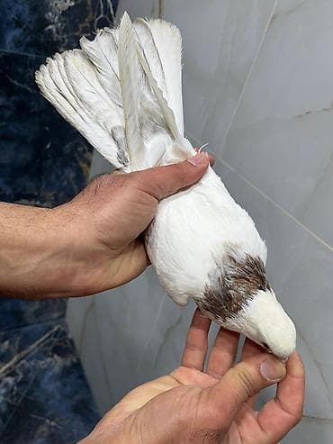 goyərcin: Ebreş Boyun maya 16 tükdü uzun heyvandı dizdən cılpağdı Ünvan Fatmayı — 1