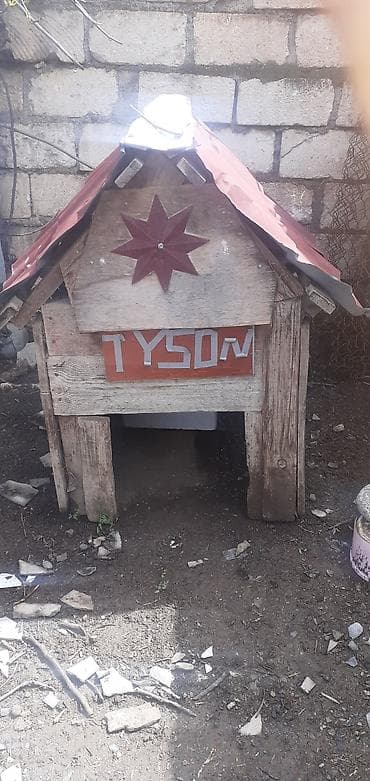 it damları: Taxta it evi - Material: möhkəm taxta karkas, ikiqat taxta divarlar; — 2