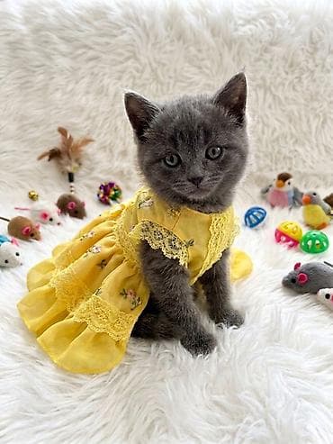 korpe usaq geyimleri: British disi erkek 110 azn — 3